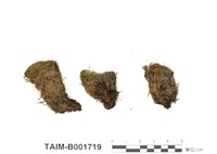 藏品(鉤喙淨口苔)的圖片